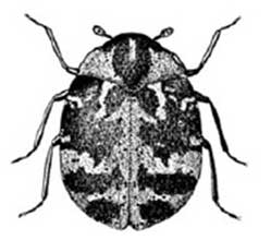 Adult Common Carpet Beetle. Anthrenus sp. 